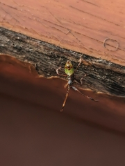 Gonocerus acuteangulatus