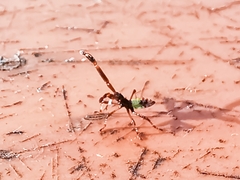 Gonocerus acuteangulatus