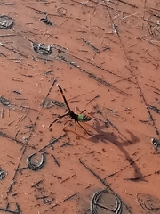 Gonocerus acuteangulatus