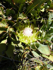 Protea laevis