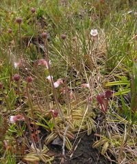 Pinguicula lusitanica
