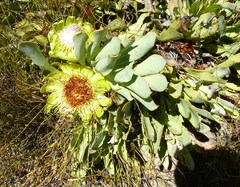 Protea laevis