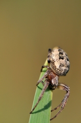 Larinioides cornutus