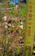 Pinguicula lusitanica