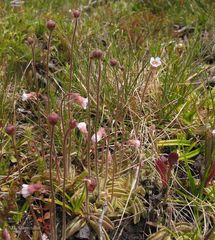 Pinguicula lusitanica