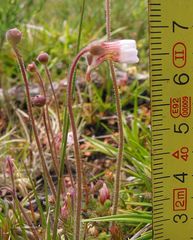 Pinguicula lusitanica