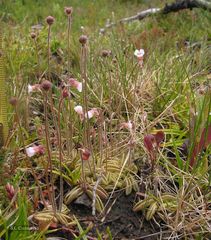 Pinguicula lusitanica