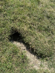 Marmota marmota