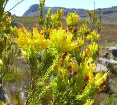 Erica parilis parilis