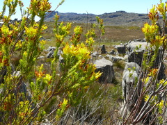 Erica parilis parilis