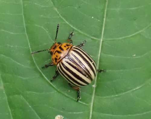 Colorado Potato Beetle
