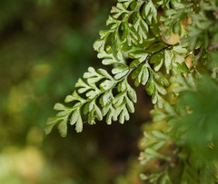 Hymenophyllum cupressiforme