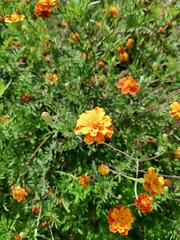 Tagetes lunulata