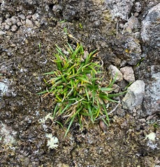 Colobanthus strictus