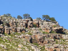 Widdringtonia wallichii