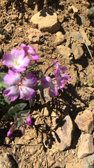 Epilobium obcordatum