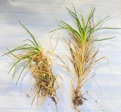 Colobanthus strictus