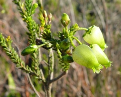 Erica urna-viridis