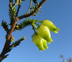 Erica urna-viridis