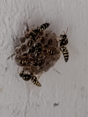 Polistes dominula