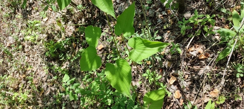 Dioscorea caucasica, photograph 5