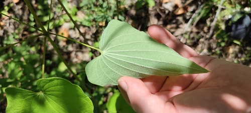 Dioscorea caucasica, photograph 6