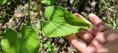 Dioscorea caucasica