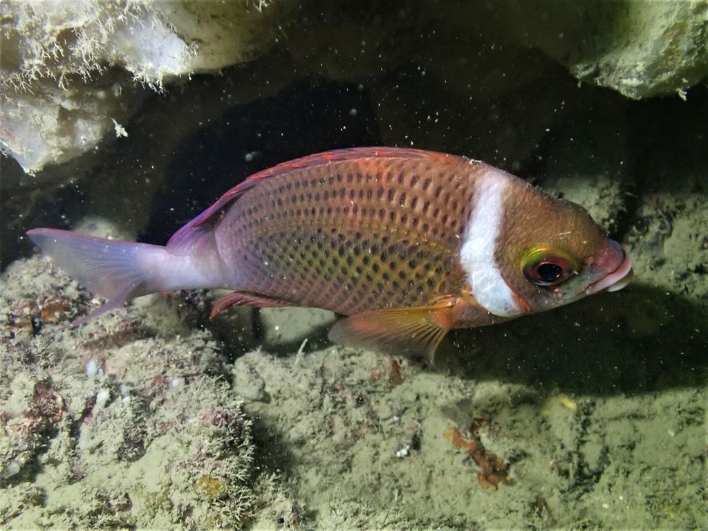 Whitecheek Monocle Bream