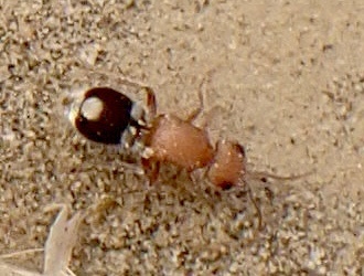 Omotilla
