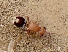 Myrmillinae