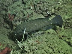 Cephalopholis formosa