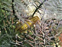 Synalpheus stimpsonii