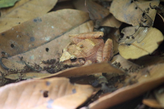 Craugastor mexicanus