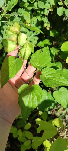 Caucasian yam (Dioscorea caucasica)