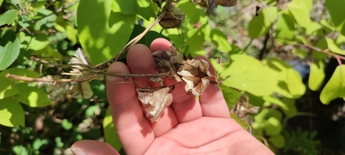 Dioscorea caucasica, photograph 1