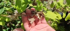 Dioscorea caucasica