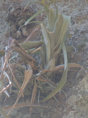 Tillandsia capitata