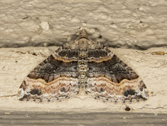 Xanthorhoe defensaria