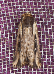 Axylia annularis