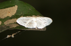 Calindoea anticalis