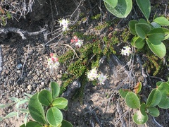 Bryanthus gmelinii