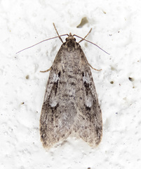 Semioscopis megamicrella
