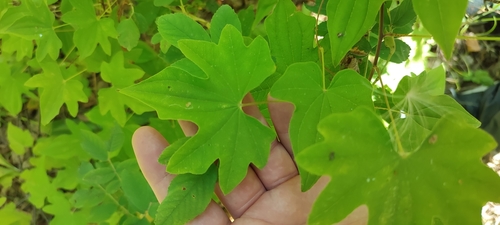 Image of Dioscorea nipponica by (c) Yurii Basov, some rights reserved (CC BY)
