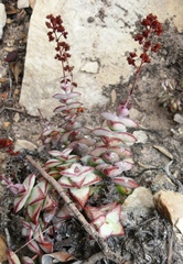 Crassula perforata perforata