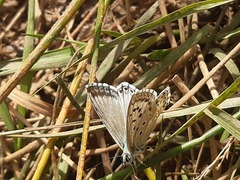 Polyommatus albicans