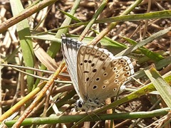 Polyommatus albicans