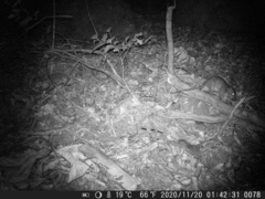 Cricetomys gambianus