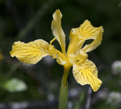 Iris innominata