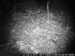Cricetomys gambianus