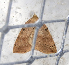 Thallophaga hyperborea